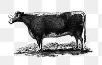 PNG Vintage cow illustration, transparent background