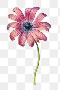 Pink daisy flower png hand drawn