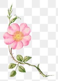 Blooming eglantine pink flower png hand drawn