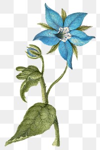 Blooming borage flower png hand drawn element