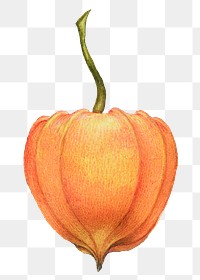 Chinese lantern plant png element hand drawn