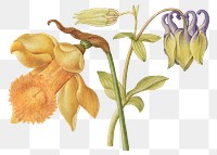 Png daffodil and columbine flower hand drawn element