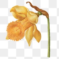 Blooming Daffodil flower png element hand drawn