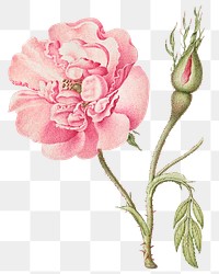 Png pink French rose flower element hand drawn