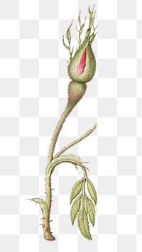 French rose flower bud png element 