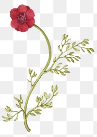 Vintage wild red flowers png illustration floral drawing
