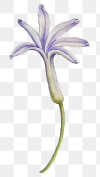 Hyacinth flower png element hand drawn