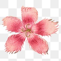 Pink Dianthus flower png botanical illustration