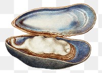 Hand drawn mussels seashell png