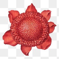 Red poppy anemone blossom png illustration hand drawn