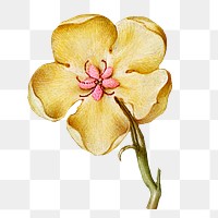 Vintage yellow hellebore blooming illustration png
