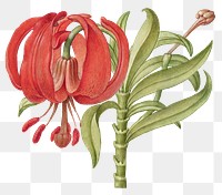 Blooming scarlet Turk's cap png hand drawn floral illustration