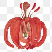 Blooming scarlet Turk's cap png hand drawn floral illustration