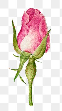 French rose flower png illustration