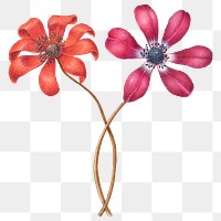 Vintage Poppy Anemone flower png illustration floral drawing