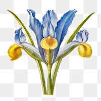 Bearded iris flower png hand drawn