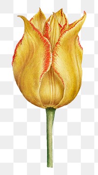 Blooming yellow tulip flower png element hand drawn