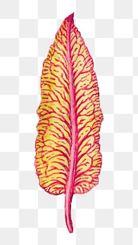 Swiss chard leaf element png hand drawn