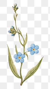 Forget me not flower png element
