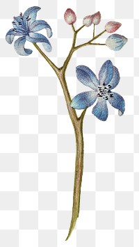Forget-me-not flower png hand drawn