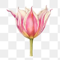 Pink tulip flower png element hand drawn