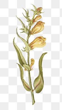 Vintage yellow Toadflax blooming illustration png