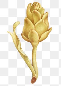 Png Yellow artichoke hand drawn