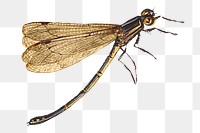Dragonfly insect png transparent background