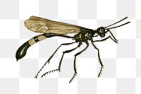 Flying ant png insect transparent background 