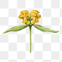 Yellow Jerusalem sage flower png botanical illustration