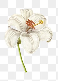 Vintage white lily blooming illustration png sticker