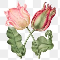 Tulip png spring flower botanical vintage illustration