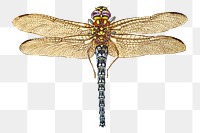 Hand drawn fly insect png 