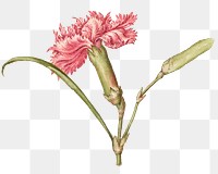 Carnation png spring flower botanical vintage illustration