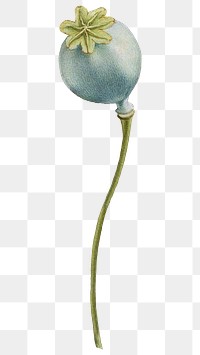 Opium poppy flower png botanical illustration
