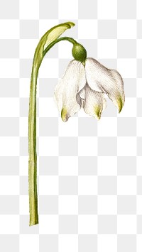 Summer snowflake flower png botanical illustration