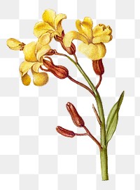 Vintage Wallflower flower png illustration floral drawing