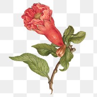 Vintage pomegranate flower blooming illustration png