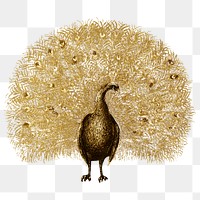 Gold victorian gold peacock png