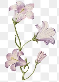 Hand drawn dittany png floral illustration