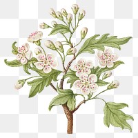Vintage sweet cherry flower png illustration floral drawing