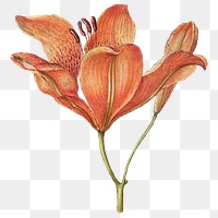 Blooming orange lily png hand drawn floral illustration