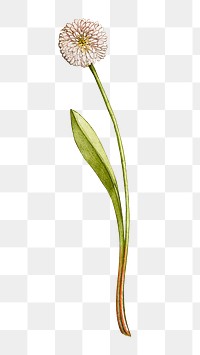 Png white English daisy flower element
