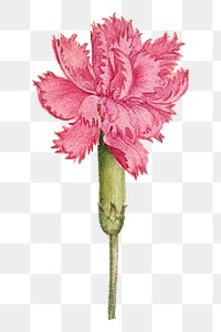 Png pink  sweet william flower element hand drawn