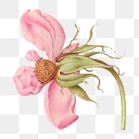 French rose pink flower png hand drawn