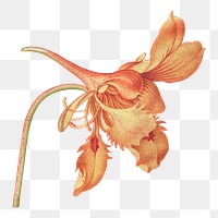 Vintage Dwarf Nasturtium flower png illustration floral drawing