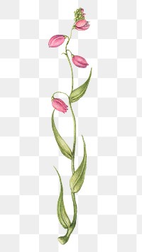 Hand drawn pink flower png