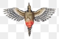 Antique png woodpecker medieval style