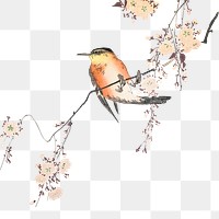 Vintage illustration of a songbird and blossoming cherry design element
