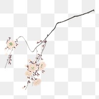 Pink cherry blossom design element